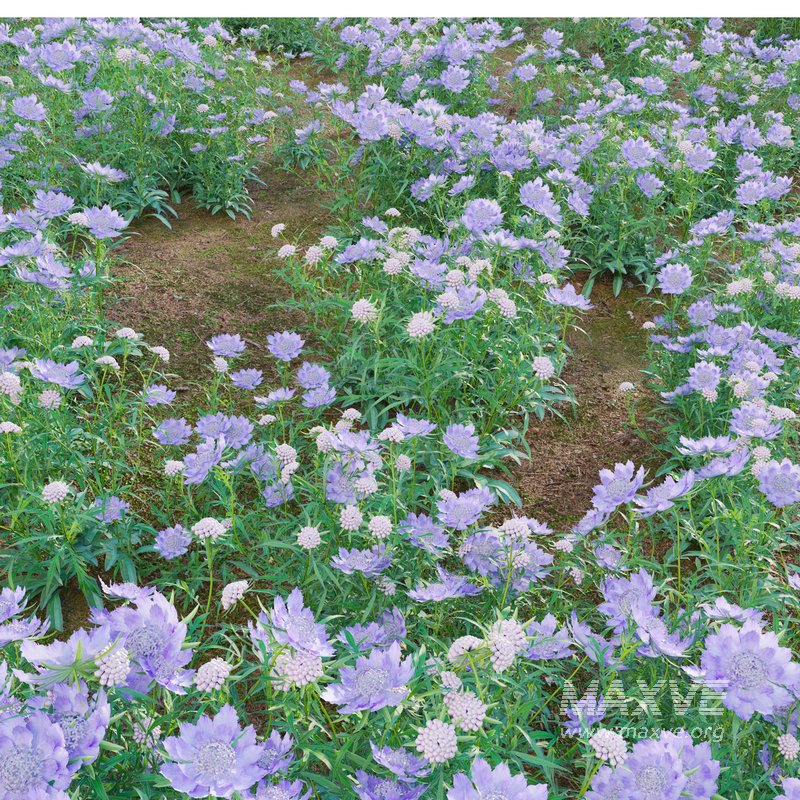 Scabiosa Flower – Pincushion Flower - Image 4
