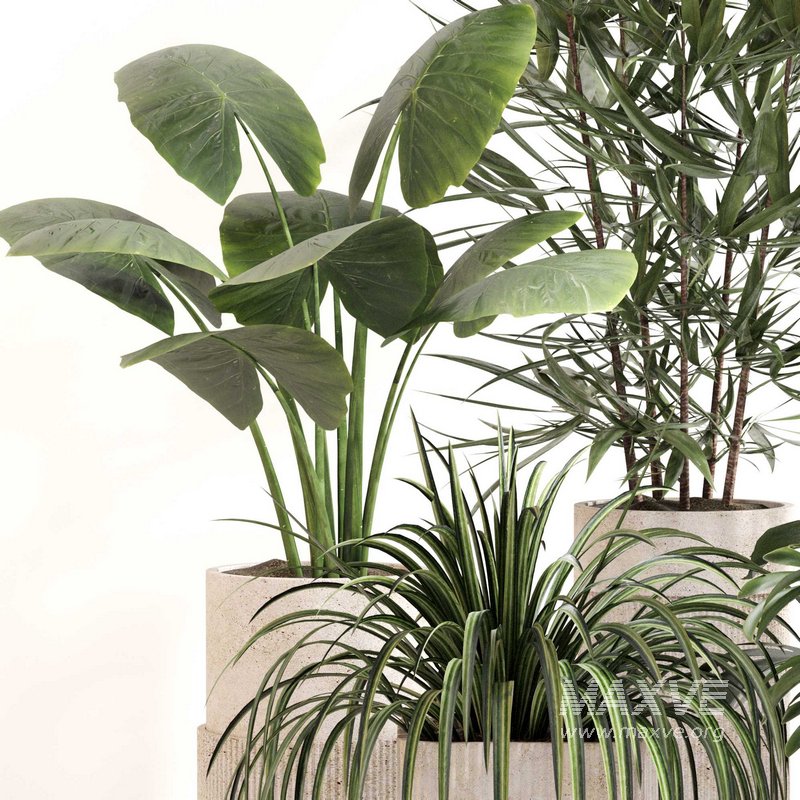 Indoor Plant Set 0108 - Image 6
