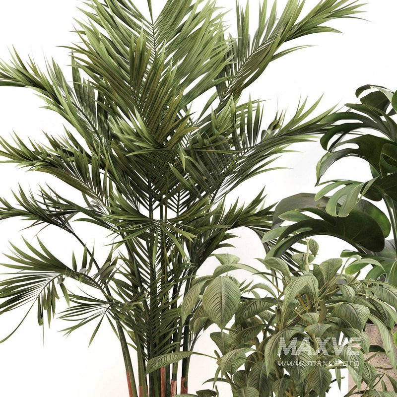 Indoor Plant Set 0117 - Image 4