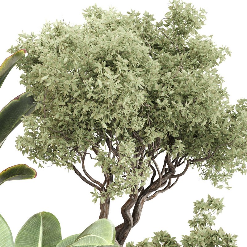 Indoor Plant Set 0120 - Image 2