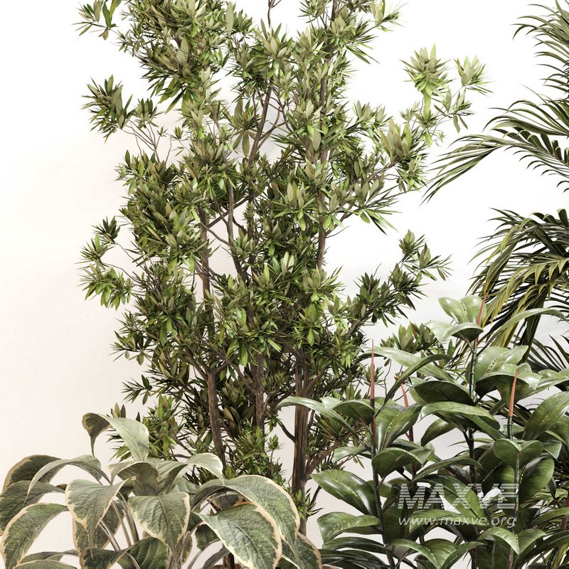 Indoor Plant Set 0116 - Image 4
