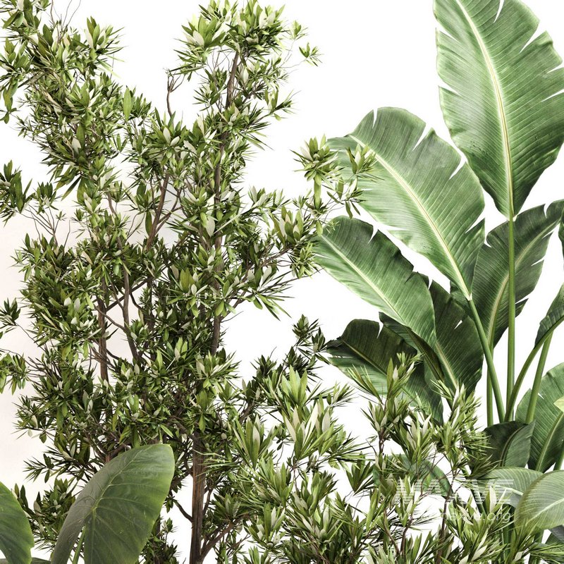 Indoor Plant Set 0122 - Image 4