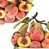 bowl of peaches and pears - Thumbnail 2