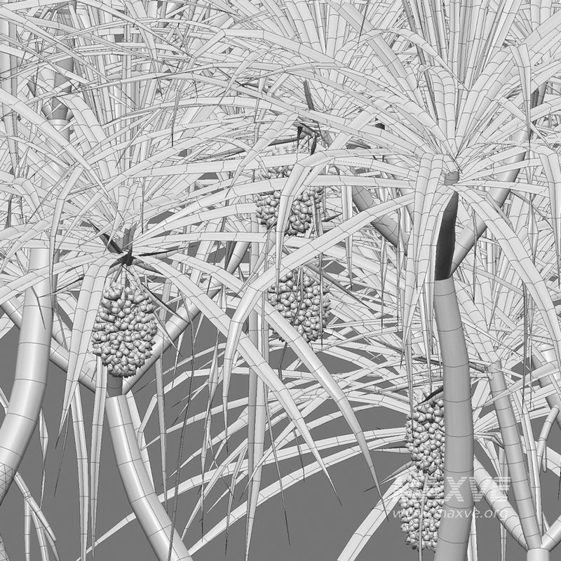 Pandanus tectorius – Screw Pine - Image 4