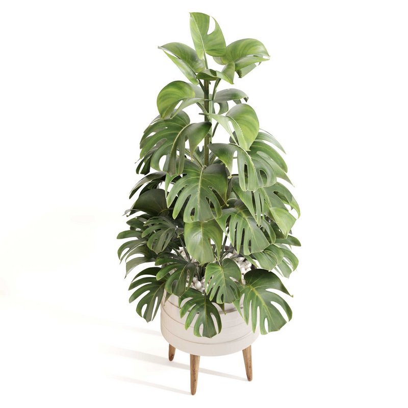 Indoor Plant Set 0126 - Image 4