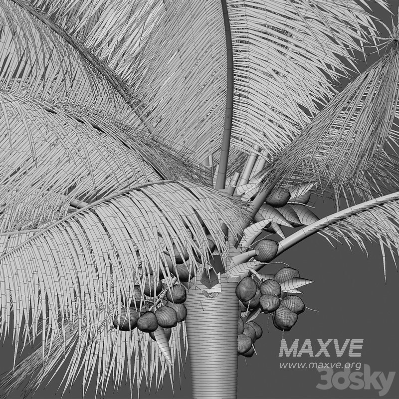 Cocos nucifera – Coconut 04 - Image 5