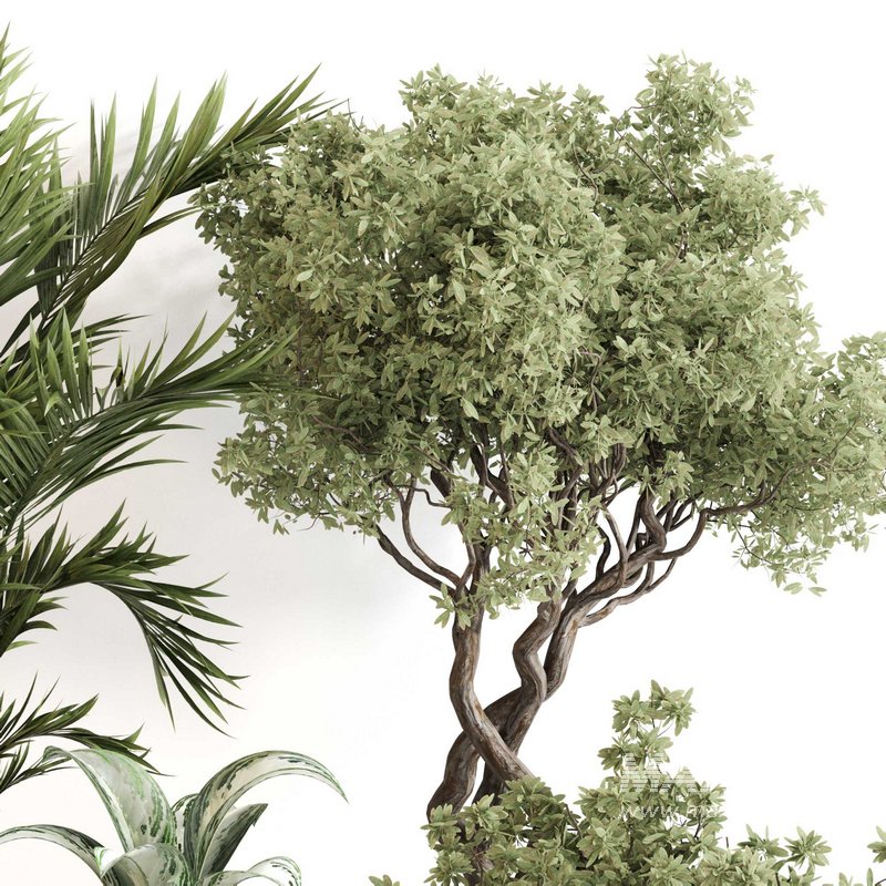 Indoor Plant Set 0123 - Image 4