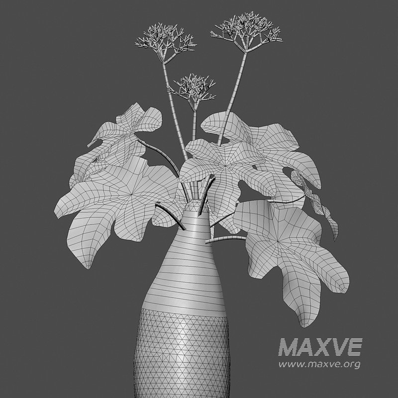 Jatropha podagrica – Bottle Euphorbia – Buddha Belly 02 - Image 4