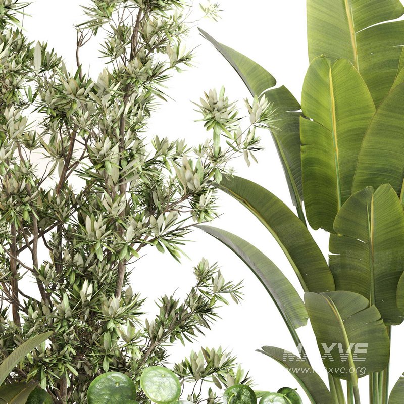 Indoor Plant Set 0121 - Image 4