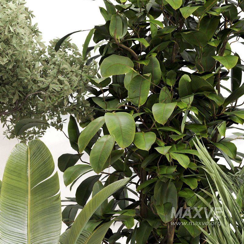 Indoor Plant Set 0118 - Image 4