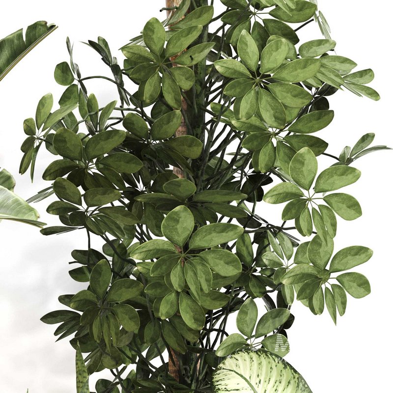 Indoor Plant Set 0115 - Image 4