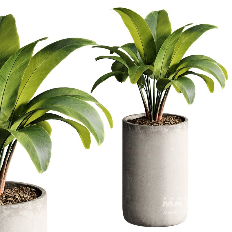 Indoor Plant 23 - Image 3