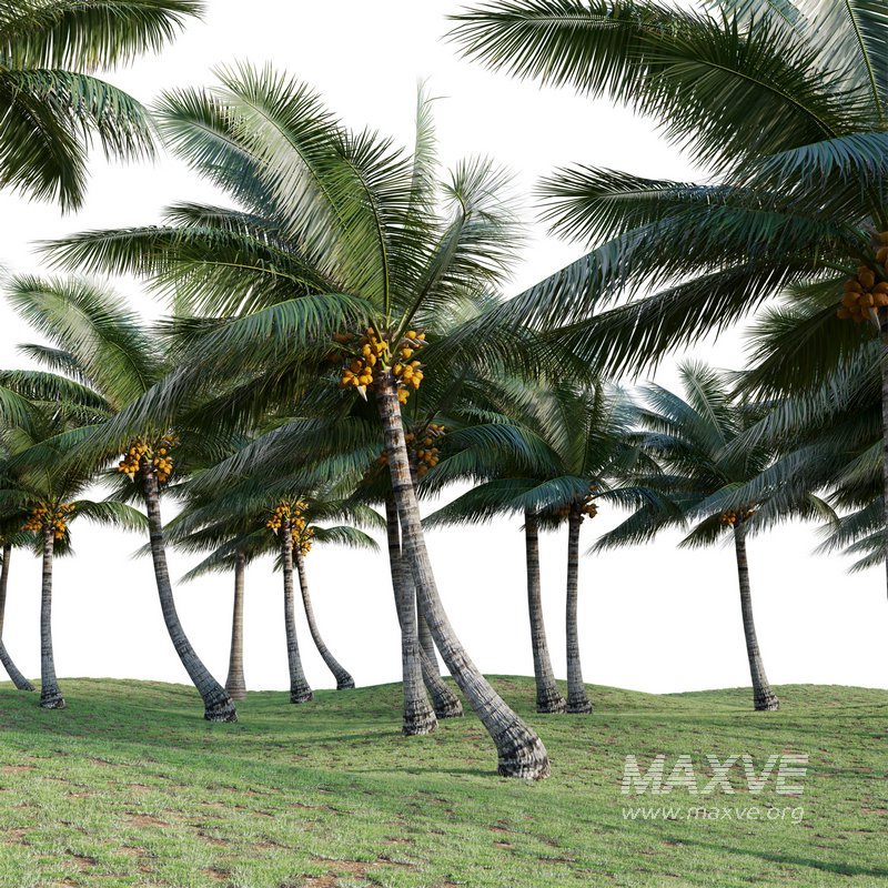 Cocos nucifera – Coconut 04 - Image 4