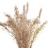 Pampas Bouquet - Thumbnail 5