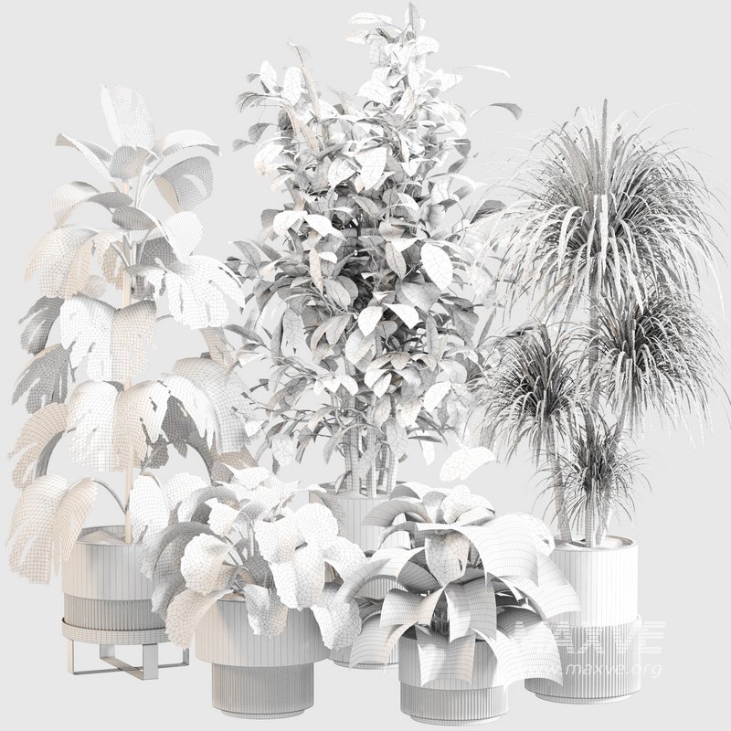Indoor Plant Set 0113 - Image 4