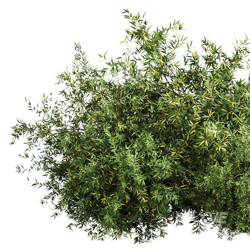 Natural Topiary Bush - Image 5