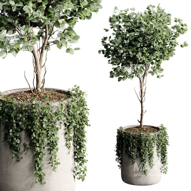 Indoor Plant 23 - Image 5