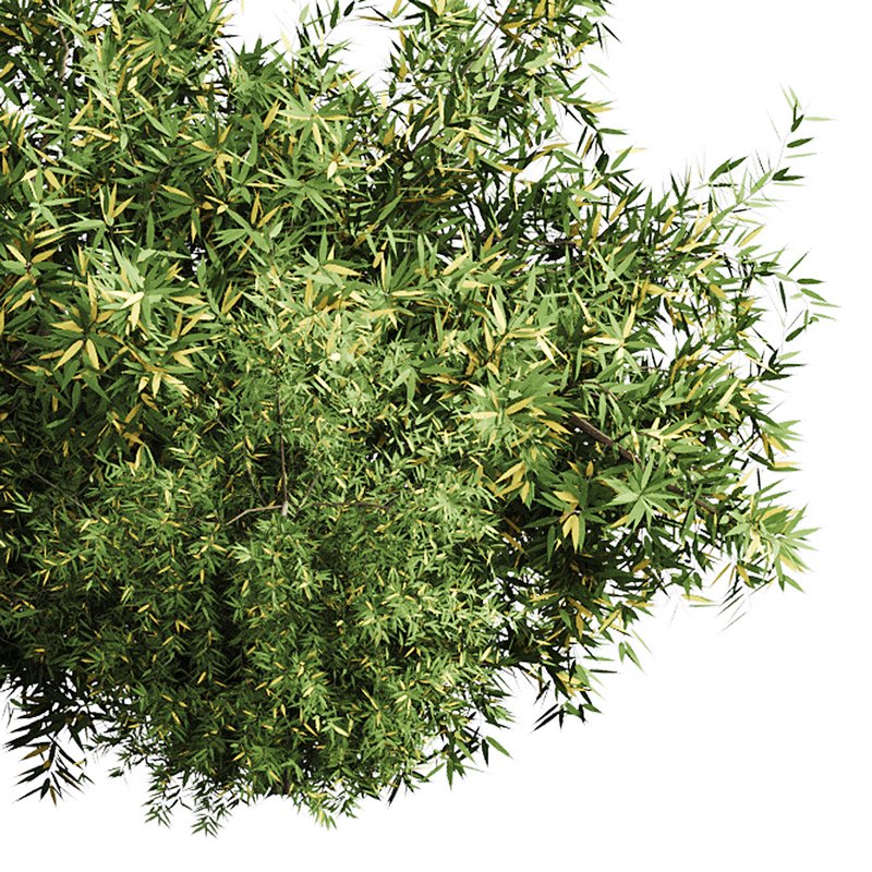 Natural Topiary Bush - Image 4