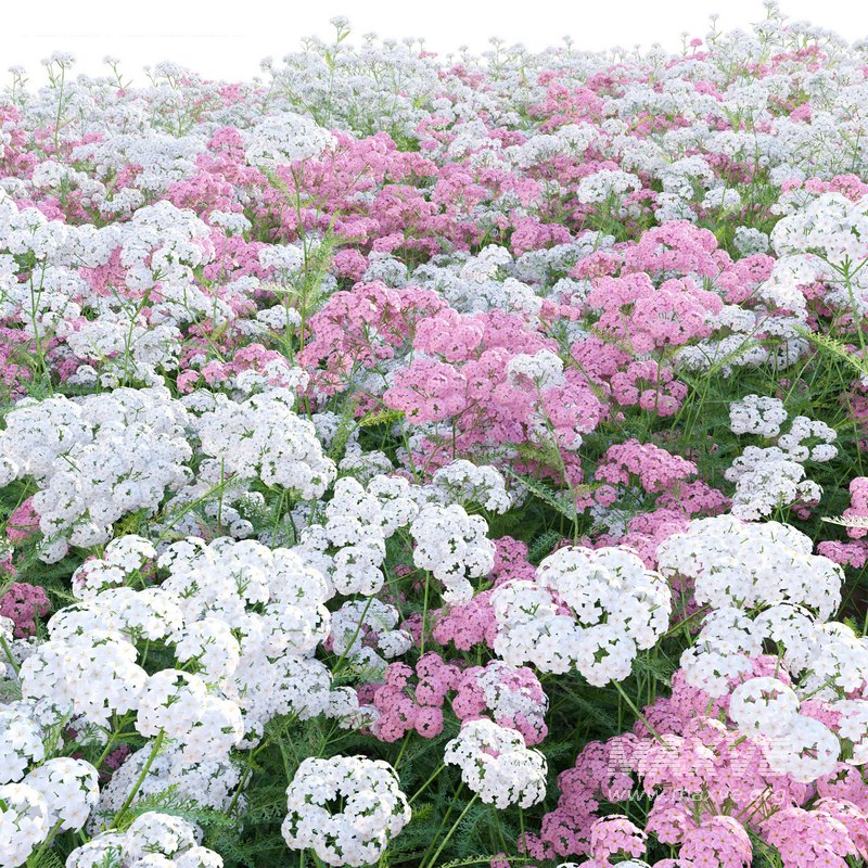 Achillea millefolium – Yarrow 02 - Image 4
