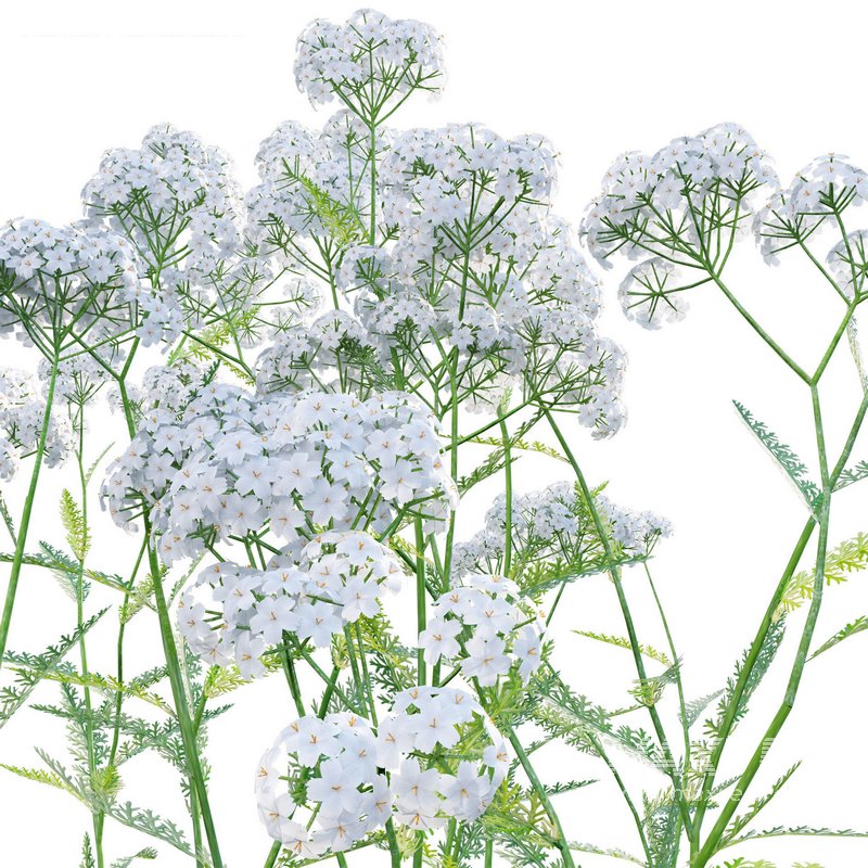 Achillea millefolium – Yarrow 02 - Image 3