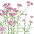 Achillea millefolium – Yarrow 02 - Thumbnail 2