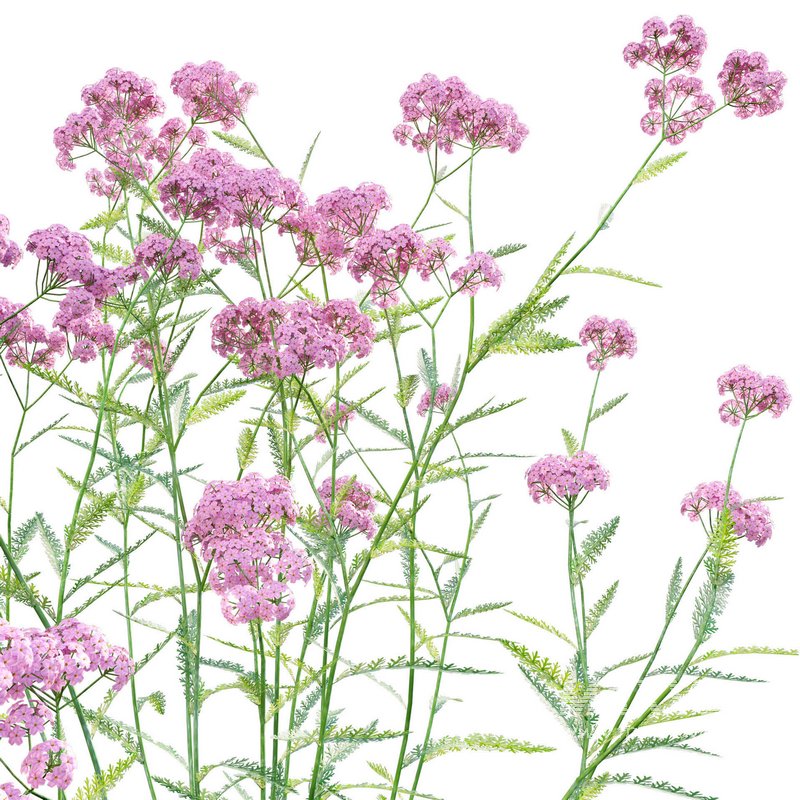 Achillea millefolium – Yarrow 02 - Image 2