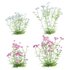 Achillea millefolium – Yarrow 02 - Thumbnail 1