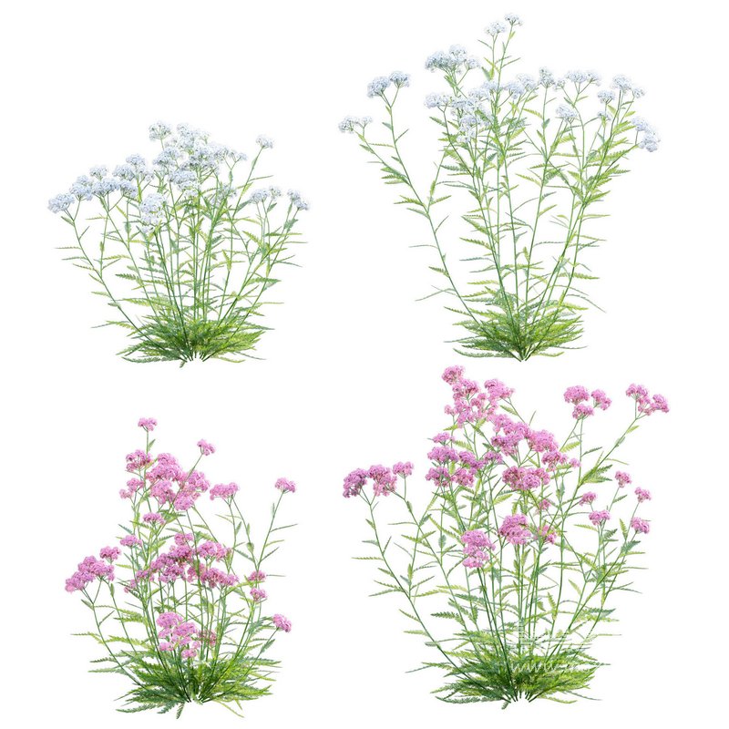 Achillea millefolium – Yarrow 02 - Image 1