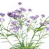Achillea millefolium – Yarrow 02 - Thumbnail 2