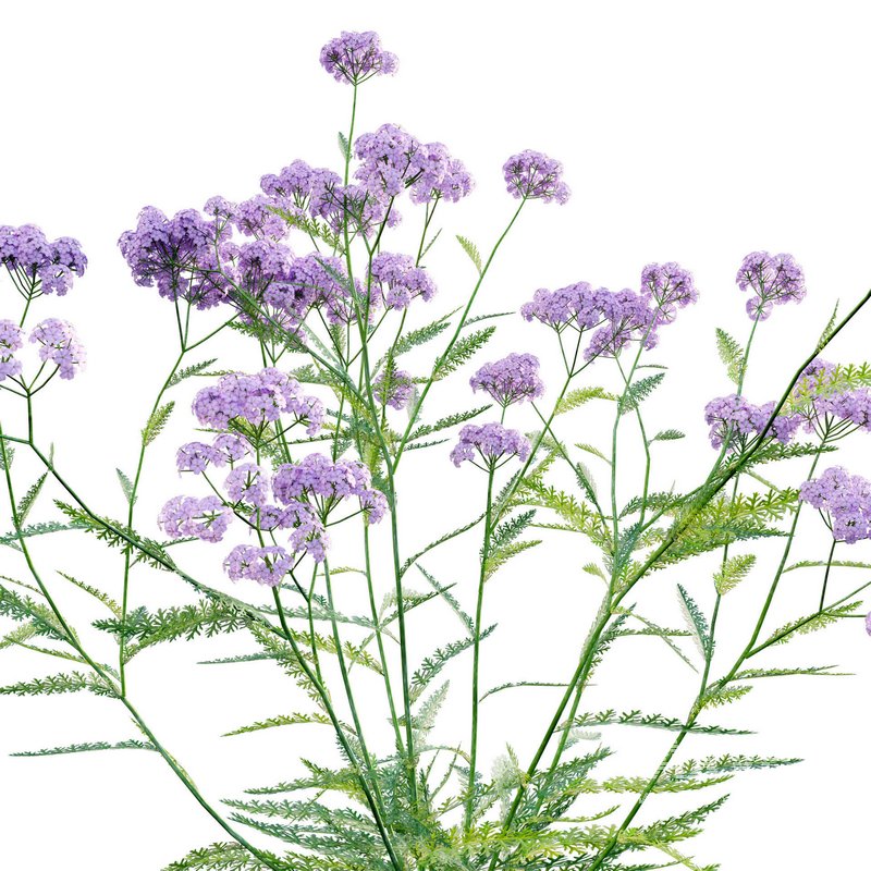 Achillea millefolium – Yarrow 02 - Image 2