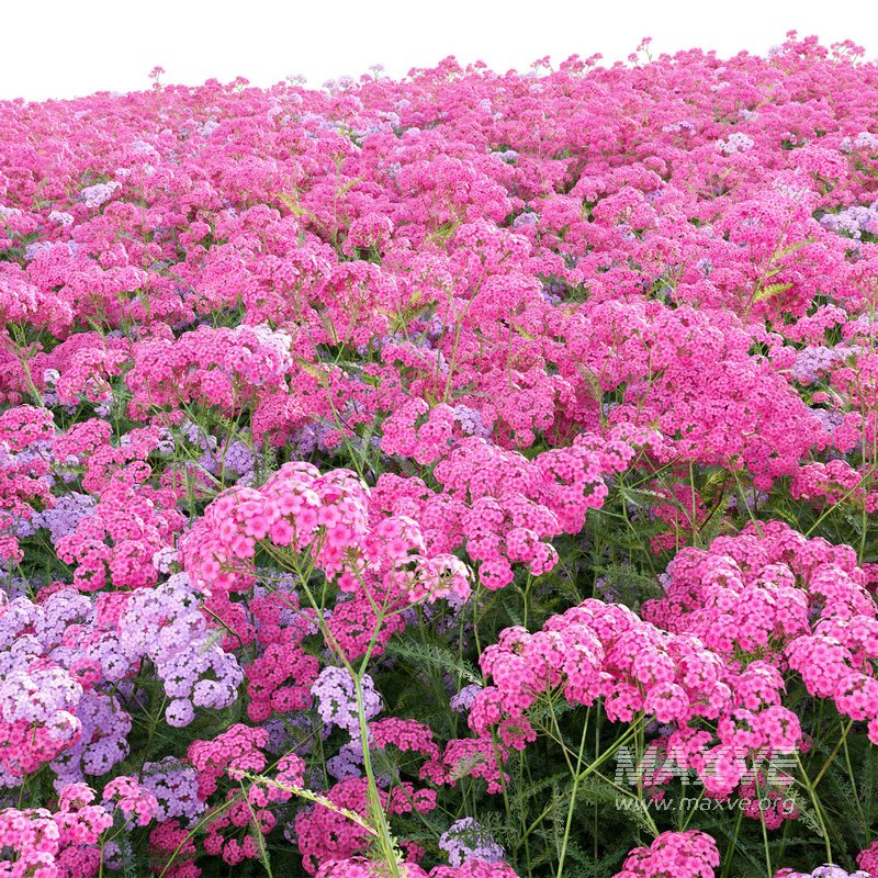 Achillea millefolium – Yarrow 02 - Image 5