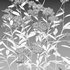 Achillea millefolium – Yarrow 02 - Thumbnail 4