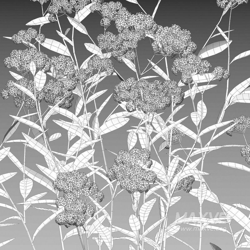 Achillea millefolium – Yarrow 02 - Image 4