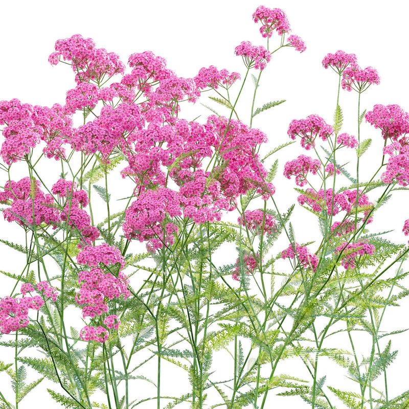 Achillea millefolium – Yarrow 02 - Image 3