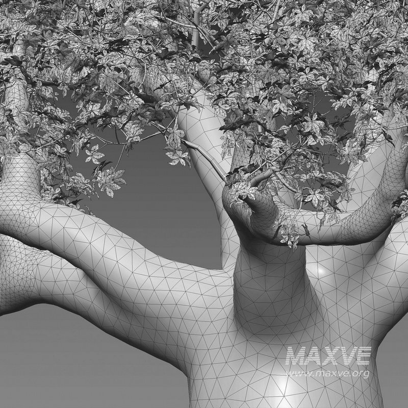 Adansonia digitata – Baobab - Image 4