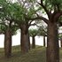 Adansonia digitata – Baobab - Thumbnail 3