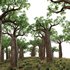 Adansonia digitata – Baobab - Thumbnail 2