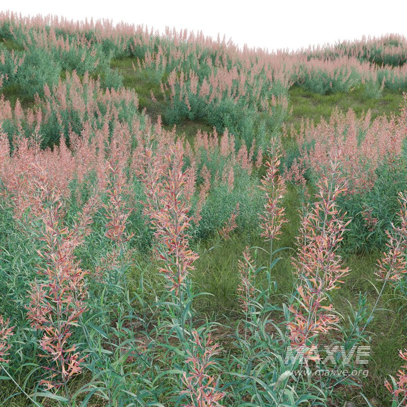 Agastache rupestris – Sunset Hyssop - Image 2