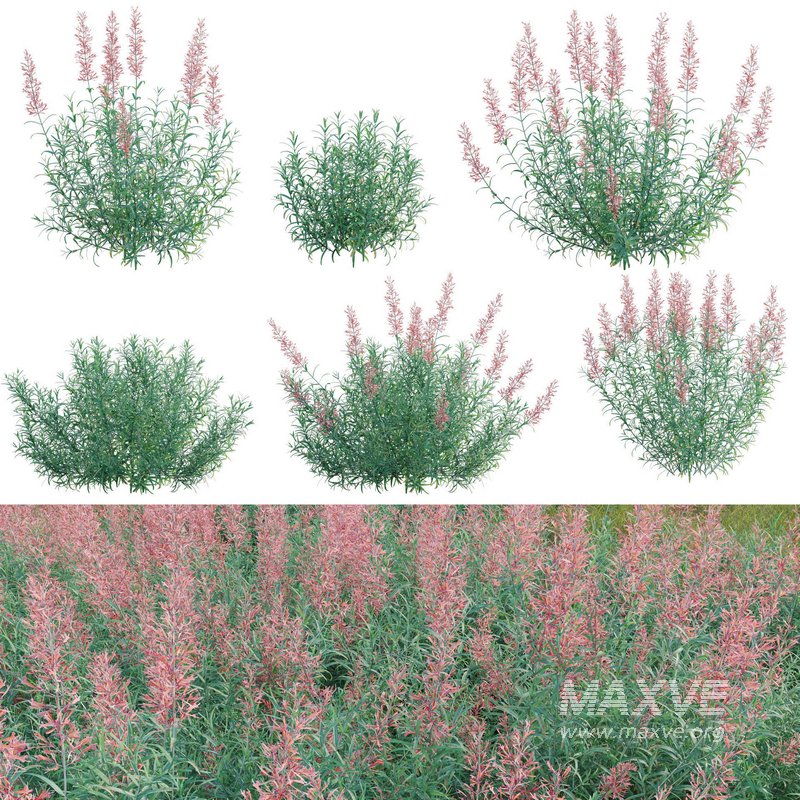 Agastache rupestris – Sunset Hyssop - Image 1