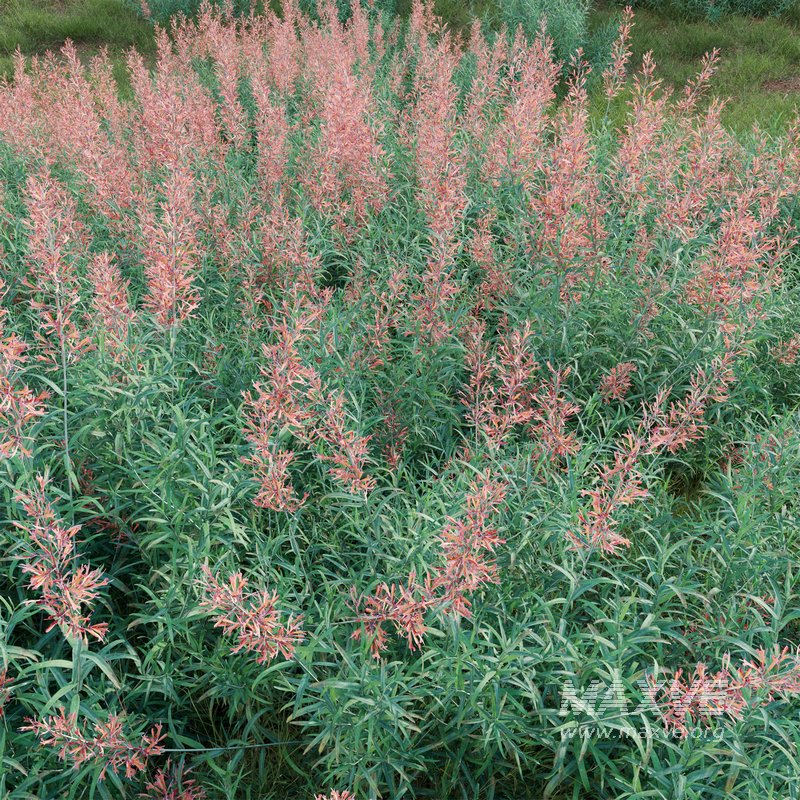 Agastache rupestris – Sunset Hyssop - Image 3
