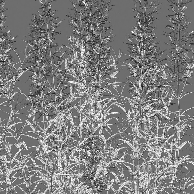 Agastache rupestris – Sunset Hyssop - Image 4