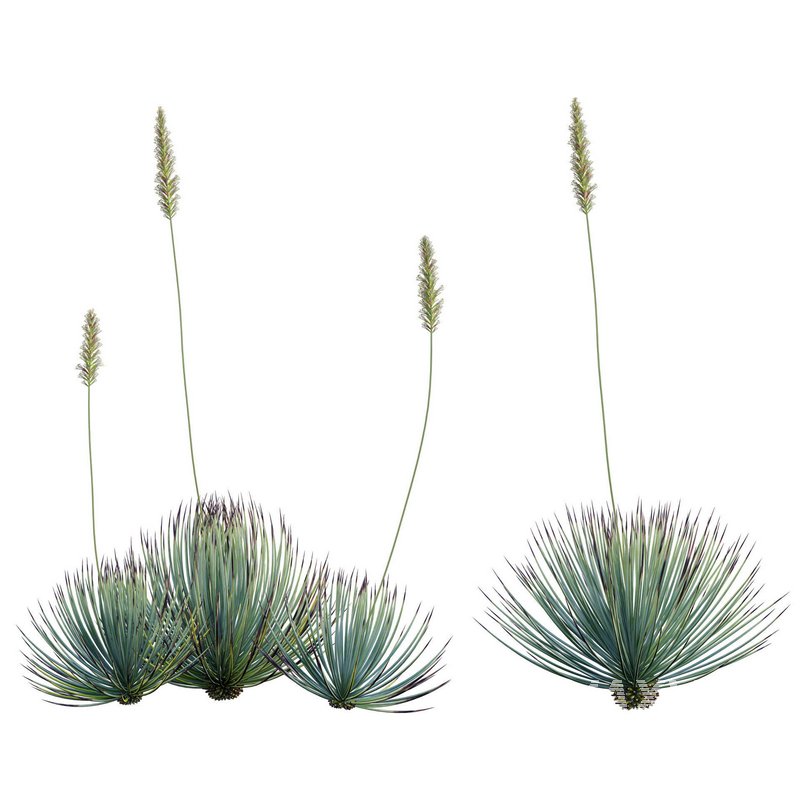 Agave striata – Narrow Leaf Century Plant 02 - Image 4