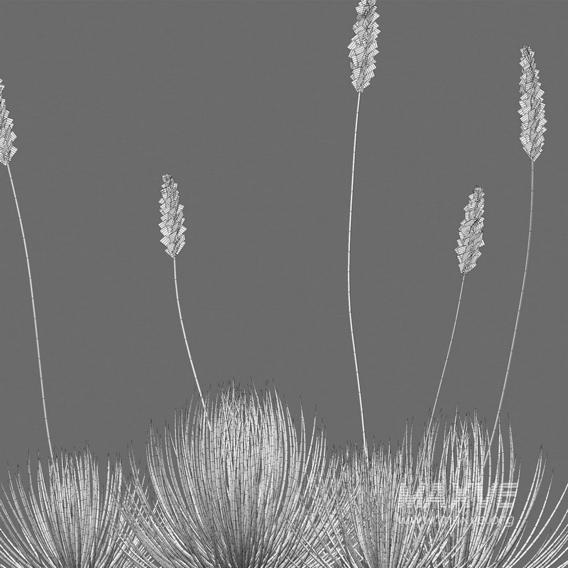 Agave striata – Narrow Leaf Century Plant 02 - Image 6