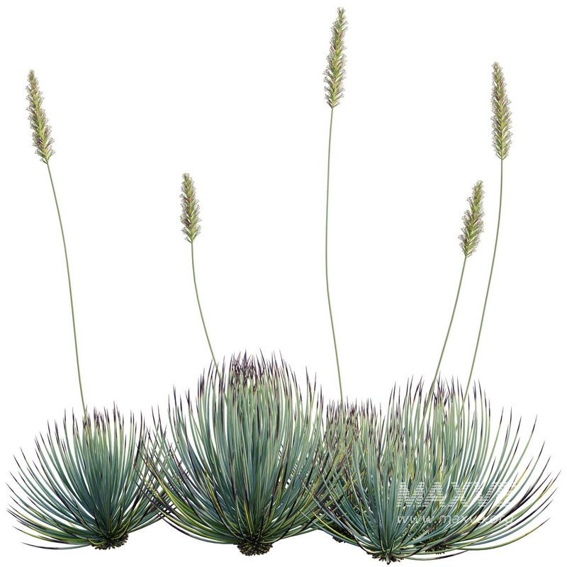 Agave striata – Narrow Leaf Century Plant 02 - Image 3