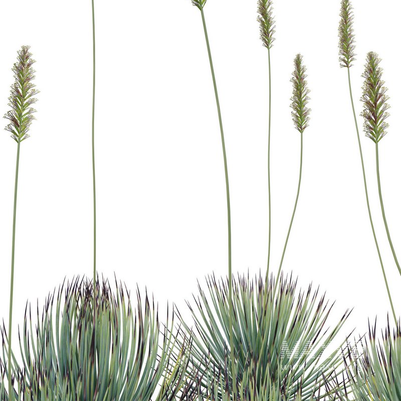 Agave striata – Narrow Leaf Century Plant 02 - Image 5