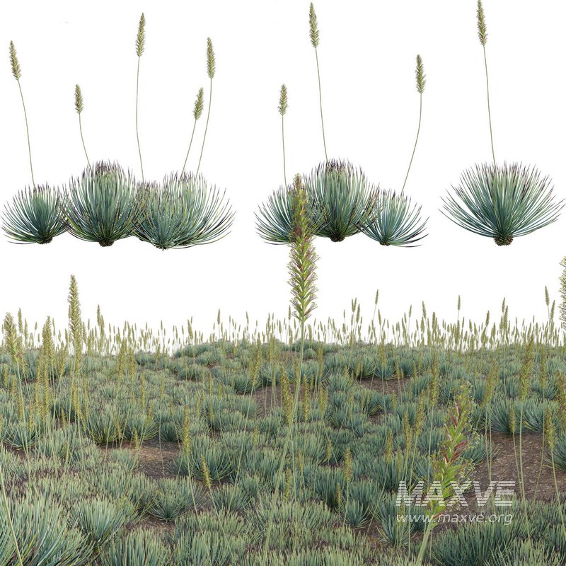 Agave striata – Narrow Leaf Century Plant 02 - Image 1