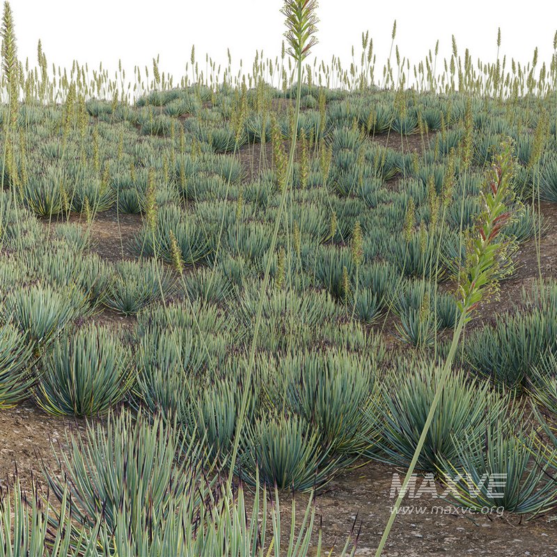 Agave striata – Narrow Leaf Century Plant 02 - Image 2