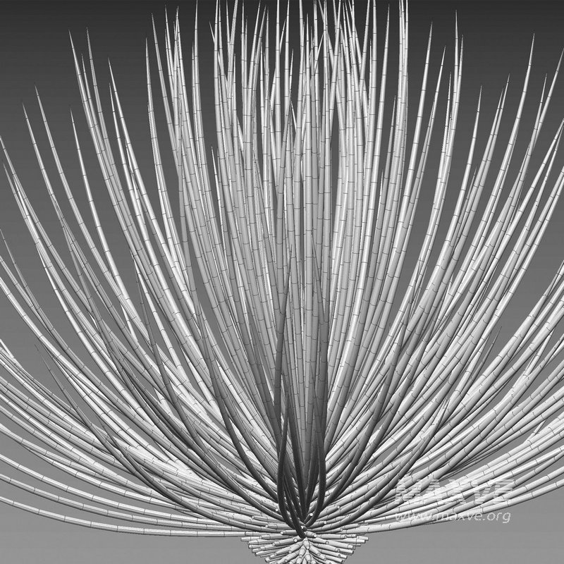 Agave striata – Narrow Leaf Century Plant - Image 4