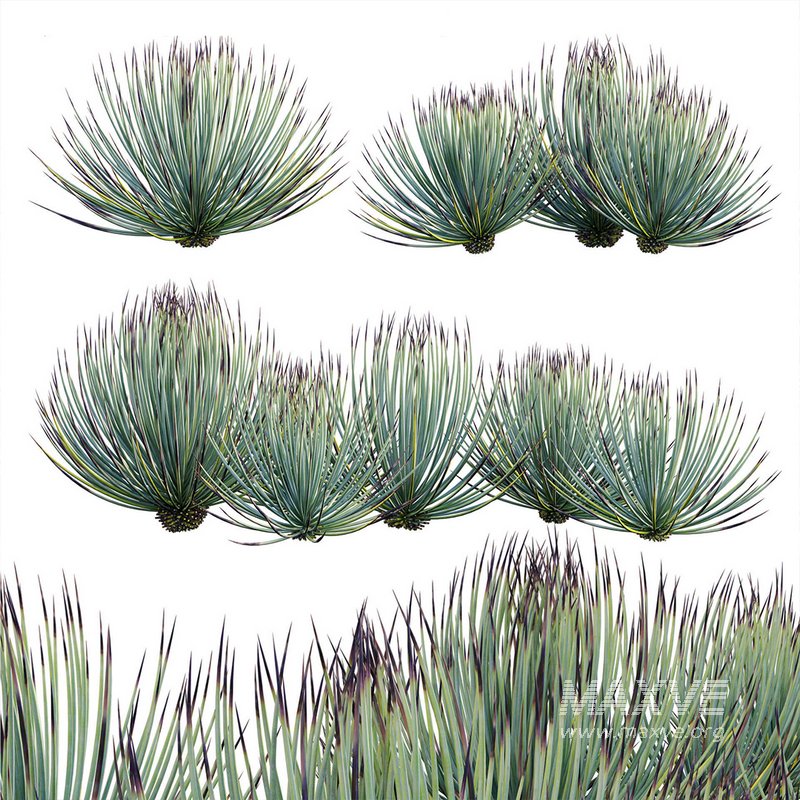 Agave striata – Narrow Leaf Century Plant - Image 1