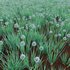 Allium cepa – Common Onion - Thumbnail 3